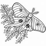 Moth Luna Coloring Line Mihran Turley Joyce 71kb 288px sketch template