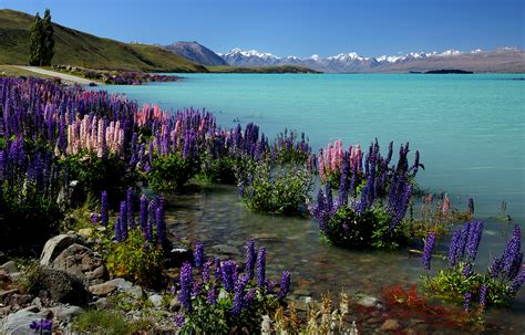Free Images Landscape Sea Flower Lake Reflection