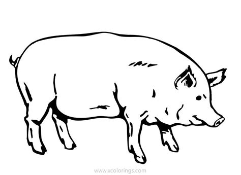 realistic pig coloring sheets xcoloringscom