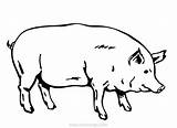 Pig Realistic Coloring Sheets Xcolorings Pages 53k Resolution Info Type  Size Jpeg sketch template