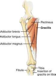 gracilis definition  gracilis  medical dictionary