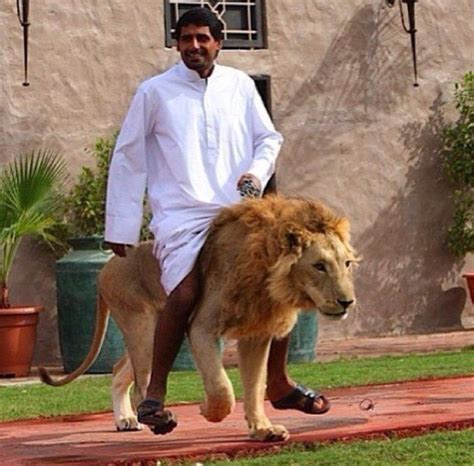 people    walks   pets pet lion dubai