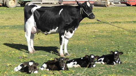 holy cow quadruplet calves are 1 in 180 million
