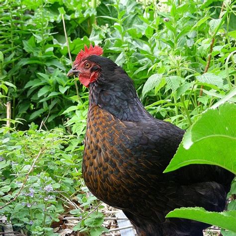 Black Sex Link Chickens Buyer And Care Guide