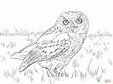 Owl Coloring Screech Pages Snowy Western Drawing Whet Saw Owls Printable Flight Cute Color Birds Getdrawings Drawings sketch template