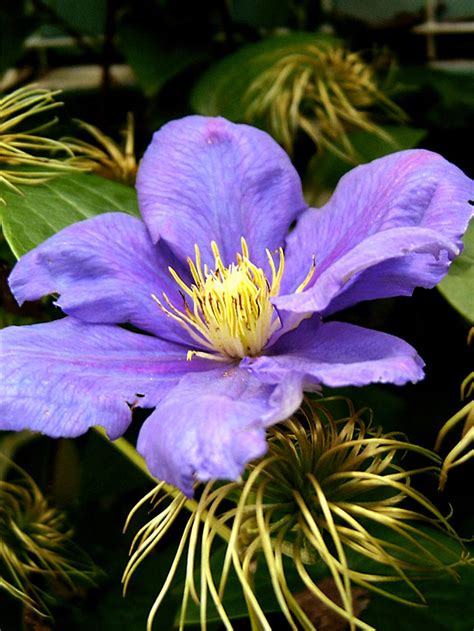 clematis vine growing clematis plant   container perennial