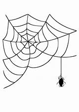 Ragno Spinne Spinnenweb Kleurplaat Spinnennetz Malvorlage Ragni Schoolplaten Ausdrucken Schulbilder Educolor Abbildung Große Herunterladen sketch template