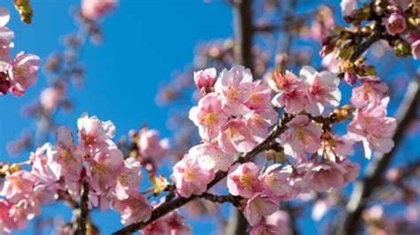 cherry blossoms grow cherries    cherries edible