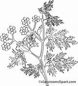 Coriander Clipart Clipground Herbs Size sketch template