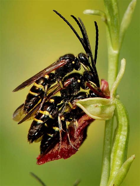Cal Poly Bio 502 It S A Wasp It S A Bee It S An