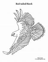 Hawk Coloring Red Flying Tailed sketch template