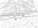Crocodile Coloring Johnston Dibujos Agua Cocodrilo Freshwater Crocodiles sketch template