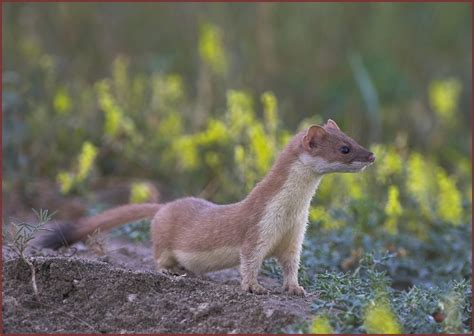 long tailed weasel fort pierre national grassland