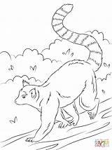 Lemur Coloring Pages Ring Tailed Cute Printable Drawing Animal Animals Para Kids Rainforest Color Print Colorear Lemurs Dibujos Animales sketch template