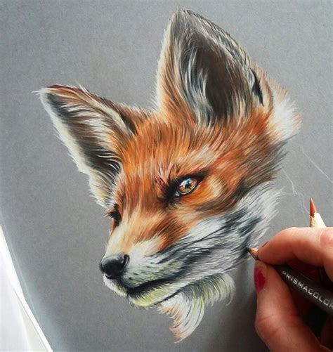 realistic fox drawing  paintingvalleycom explore collection  realistic fox drawing