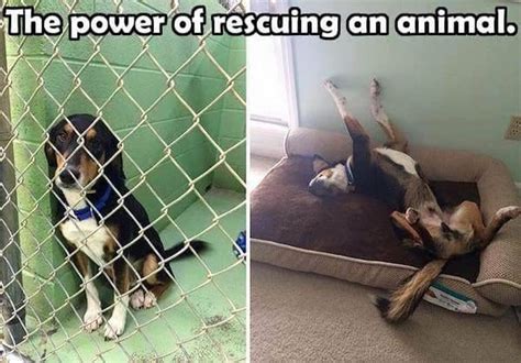 pluto rescue home facebook