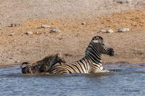 hyenas kill zebra  etosha waterhole africa geographic