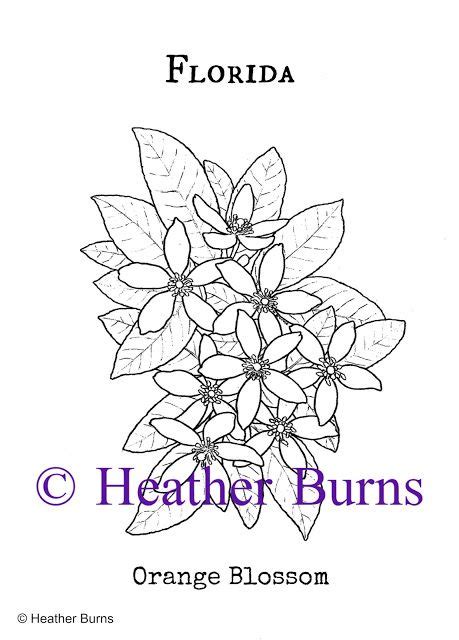 florida orange blossom coloring page flower coloring pages coloring