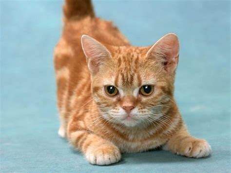 munchkin cat breed small facts  information pets nurturing