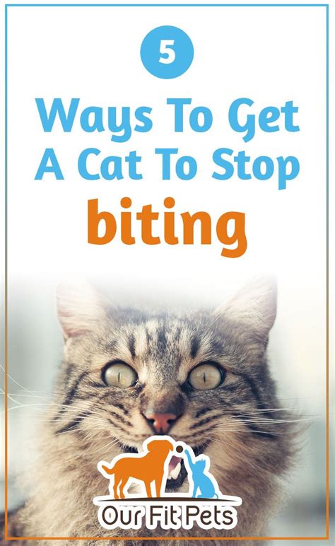 ways    cat  stop biting  fit pets cat parenting cat