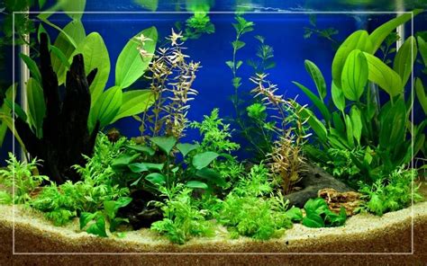 rovar jelmez posta aquarium plants   tie  driftwood sitcom