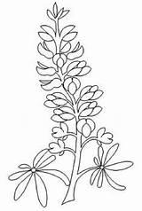 Bluebonnet Drawing Bluebonnets Blue Bonnet Coloring Template Drawings Draw Designs Sketch Getdrawings Pages sketch template