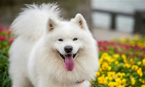 big fluffy dog breeds foreblog