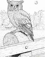 Owl Coloring Pages Horned Great Printable Realistic Color Birds Drawing Owls Eared Barn Long Supercoloring Online Flying Colouring Kids Coloringpages101 sketch template