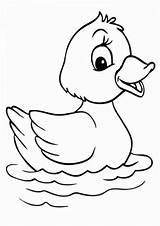 Duck Pages Pato Tulamama Colorare Arnab Tareitas Pintar Hitam sketch template