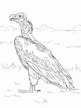 Avvoltoio Buitre Faced Vulture Lappet Orejudo sketch template
