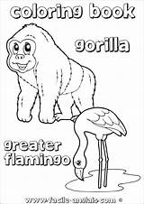 Gorilla Flamingo Gorille Flamand Greater Anglais sketch template