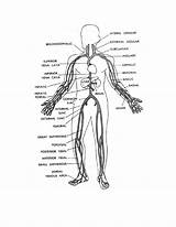Body Human Veins Coloring Pages Main Anatomy Systems Drawing System Organs Figure Liver Circulatory Printable Getdrawings Popular Node Coloringhome sketch template