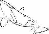 Outline Whale Drawing Killer Orca Paintingvalley Collection sketch template