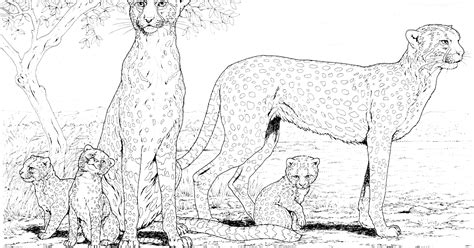 cheetah family coloring page  printable coloring pages coloring pages