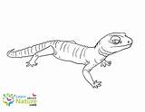 Gecko Coloring Learnaboutnature Geckos Lizard sketch template