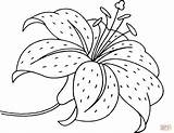 Coloring Lily Flower Pages Printable Drawing sketch template
