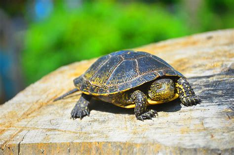 pet turtles  stay small   cute  pet ponder