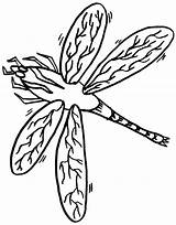 Dragonfly Animals Libellule Coloriages sketch template