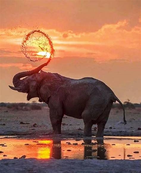 spiral water shooting   elephants trunk elephants