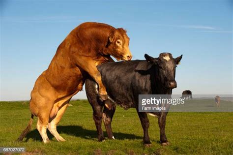 World S Best Cow Having Sex Stock Pictures Photos And