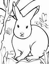 Animals Coloring Pages Arctic Print Hare Tundra Animal Toyota Rabbit Kids Clipart Drawing Printable Color Farm Cliparts Clip Sheets Colouring sketch template