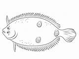 Flounder Coloring Eye Three Fish Pages Printable Categories Sea sketch template