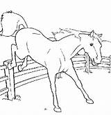 Horse Coloring Pages Printable Bestappsforkids sketch template