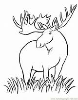 Moose Coloring Pages Kids Drawing Harriet Tubman Printable Cute Animals Color Elk Girly Baby Big Dragon Print Clipart Wild Horn sketch template