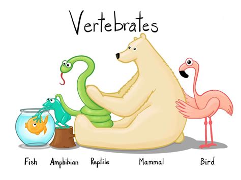 vertebrates animals  backbones jolie canoli
