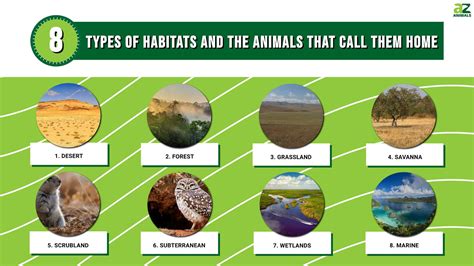 types  habitats   animals  call  home   animals