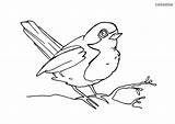 Spatz Ausmalbilder Vogel Waldtiere Malvorlage Tiere Ausmalen Sparrow Malvorlagen Forest sketch template