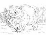 Wombat Coloring Common Funny sketch template