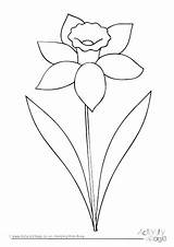 Daffodil Coloring Flower Printable Pages Getcolorings Adult Getdrawings Daffodils sketch template
