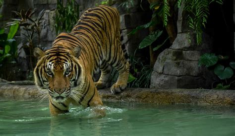 our responsibility thailand tiger kingdom